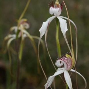 Caladenia longicauda